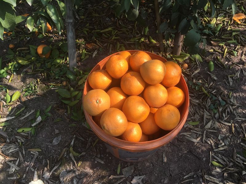 柑橘2.jpg